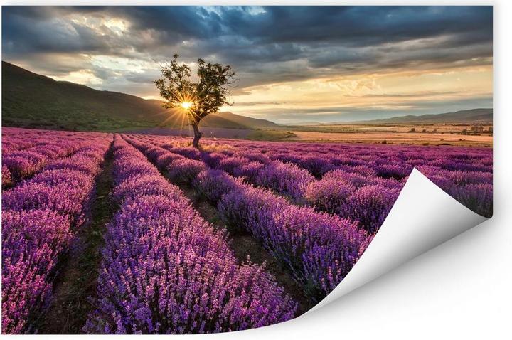 Produktbild Trenddeko Lavendelblüte in der Provence (60 x 40 cm)