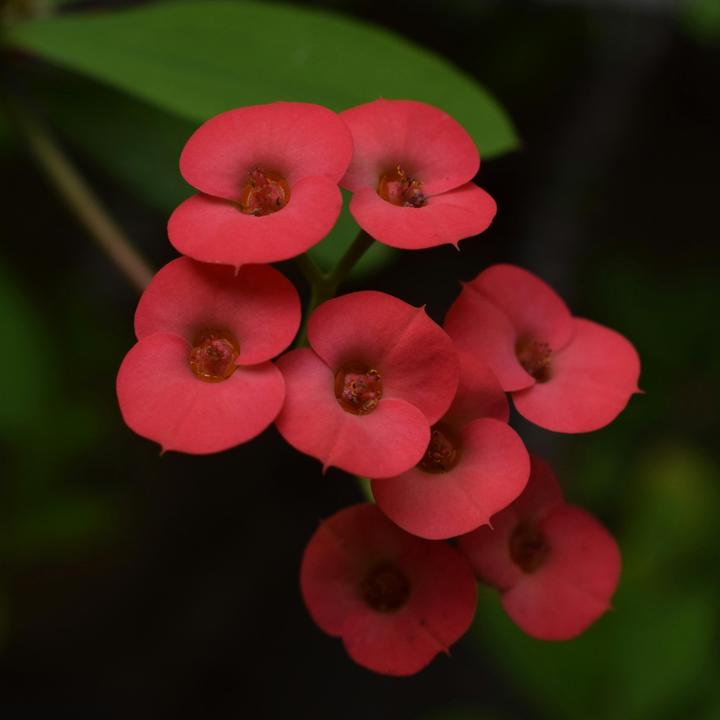 Produktbild Plant in a Box Euphorbia Milii - Honigheuschrecke (25 cm)
