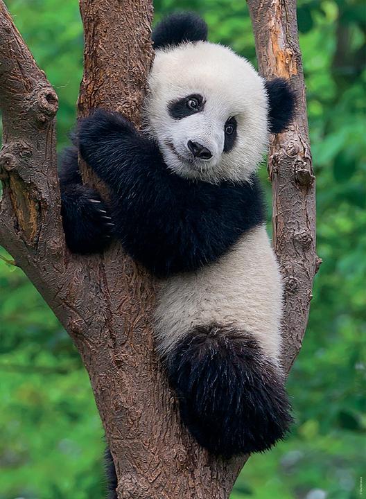 Produktbild Ravensburger Puzzle Panda Und Koala 2 x 500 Teile (500 Teile)