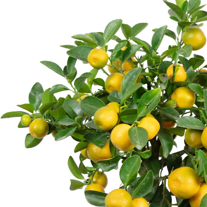 Actual product image Flowerbox Calamondin orange - Citrofortunella microcarpa (46 cm)