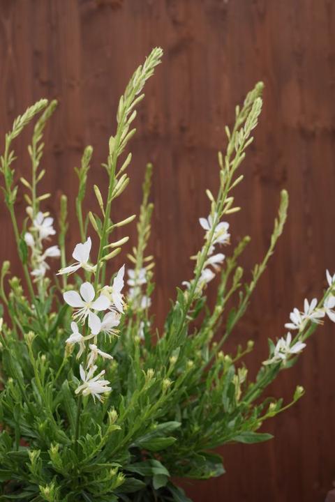 Produktbild Säntispracht Die Prachtkerze, ein Sommerdauerblüher - Gaura lindheimeri 'Snowbird' (50 cm)