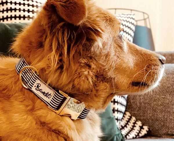 Image du produit French Bandit Collier pour chien In The Navy (Chien, Général)