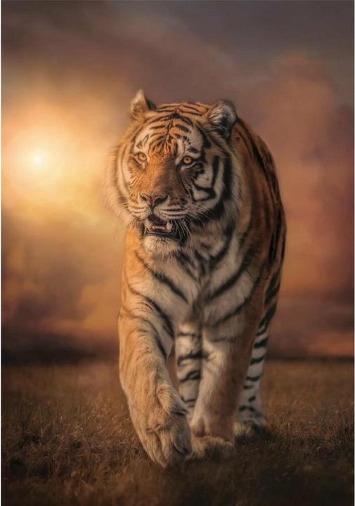 Produktbild Clementoni Tiger (1000 Teile)