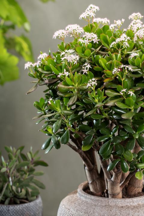 Immagine prodotto Plant in a Box Crassula ovata Minor - Pianta di giada (45 cm)