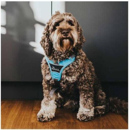 Produktbild Hunter Geschirr Divo (L, Hund, Allgemein)