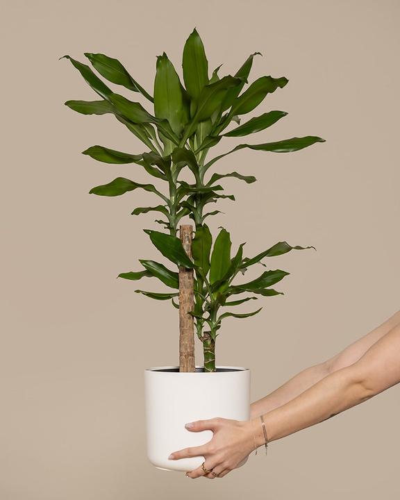 Produktbild feey Grosser Drachenbaum (85 cm, Frisch umgetopft)