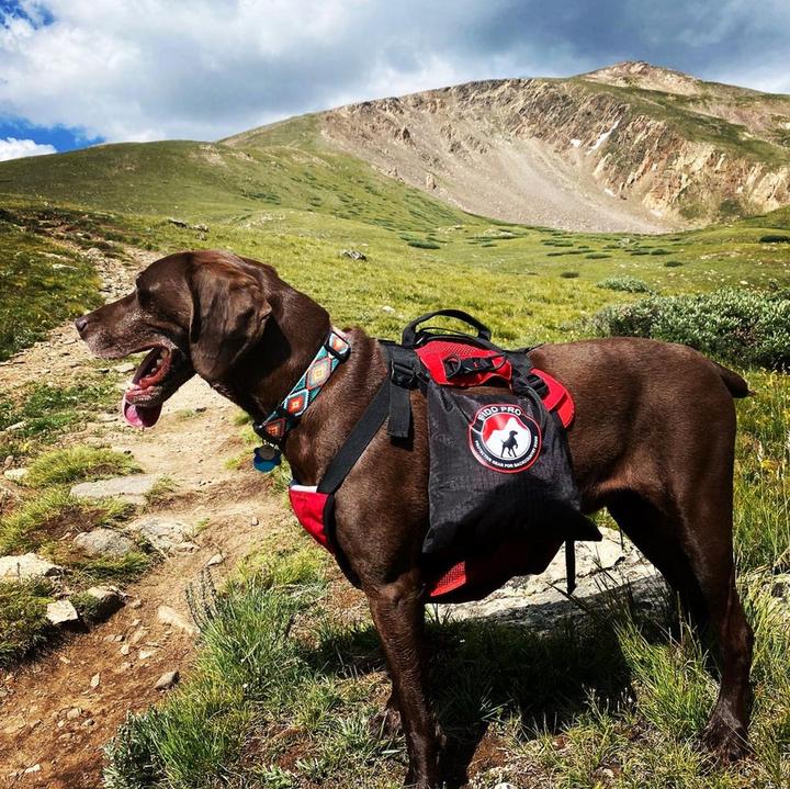 Image du produit Fido Pro Saddle-Dry-Bags Sac à dos pour chien (Manteau pour chien)