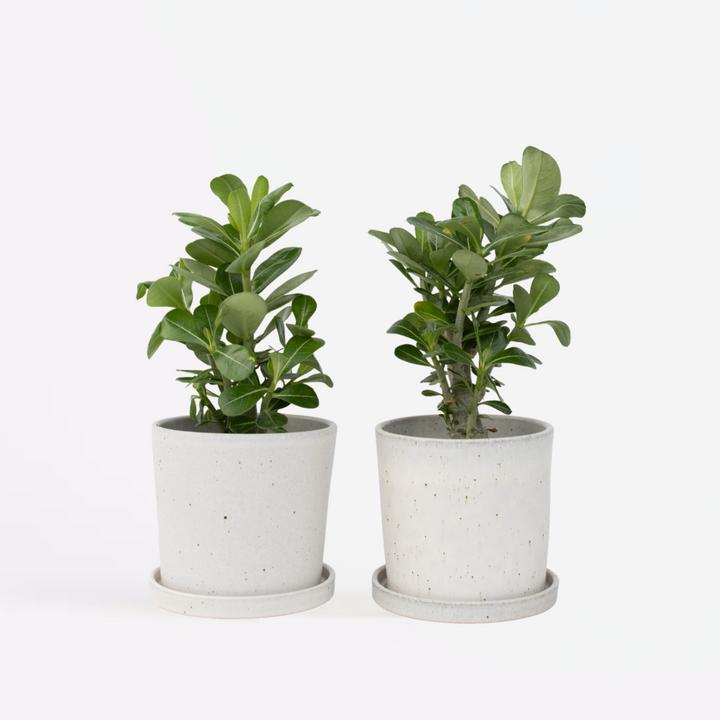 Immagine prodotto Plant in a Box Adenium Obesum (25 cm)
