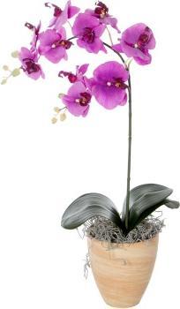 Image du produit Luwatex Phalaenopsis (70 cm)