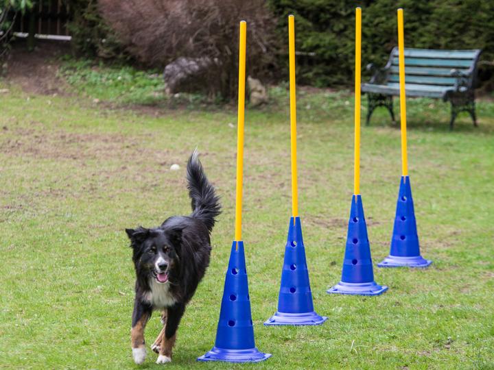 Actual product image Petcenter Cavaletti set deep - set of 5