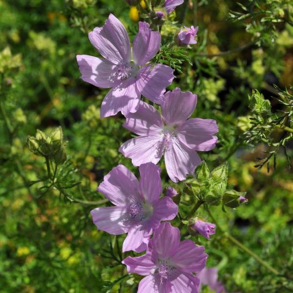 Produktbild Säntispracht 4 er Set, Moschus-Malve - Malva moschata Moschus-Malve (60 cm)
