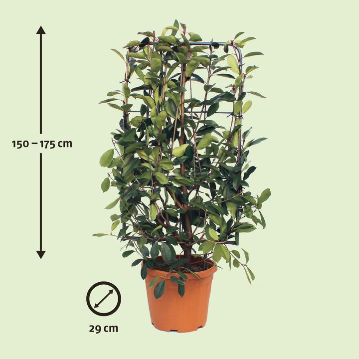 Actual product image Zulauf Photinia (175 cm)