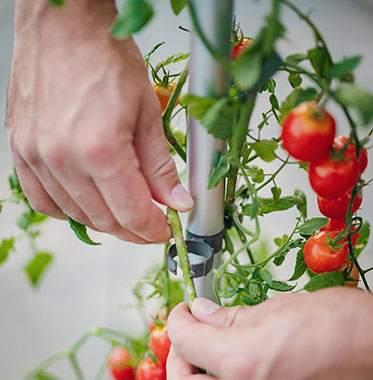 Actual product image Gusta Garden Tom Tomato (35 cm)