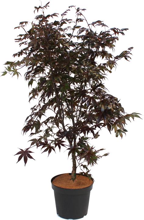 Image du produit Zulauf Erable du Japon (80 cm)