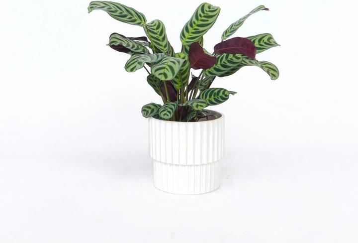 Produktbild Plant in a Box Ctenanthe burle-marxii - Zebrapflanze (25 cm)