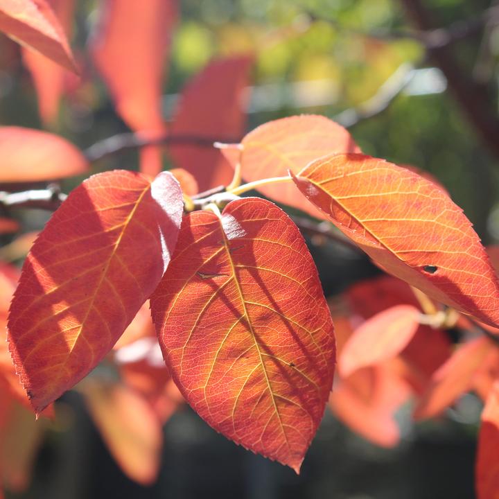 Actual product image Zulauf Zier-Kirsche / Prunus 'Accolade' (125 cm)