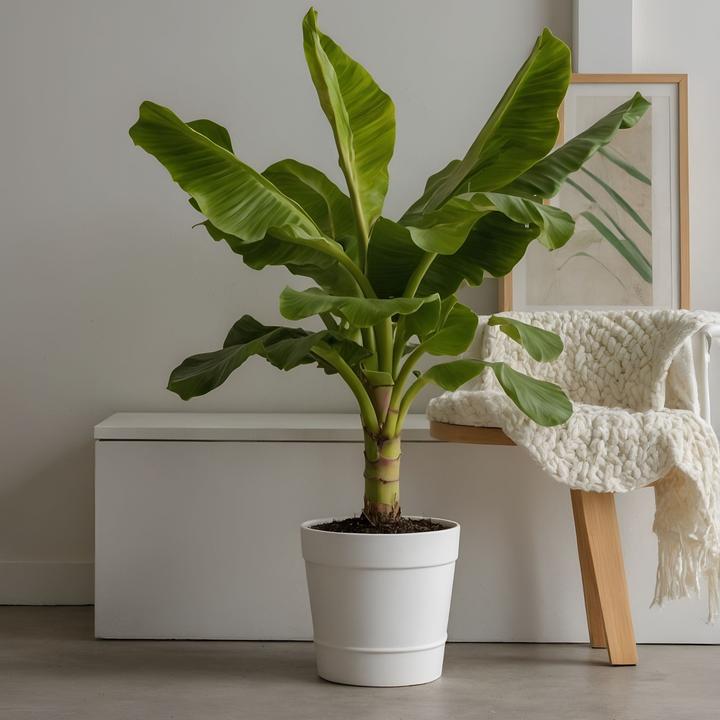 Image du produit Plant in a Box Musa Basjoo - Plants de bananes (55 cm)