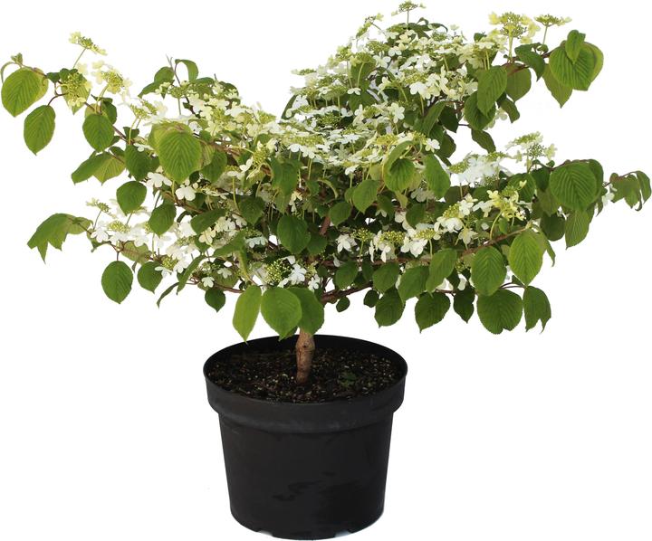 Produktbild Zulauf Japanischer Schneeball / Viburnum plicatum 'Mariesii' (80 cm)