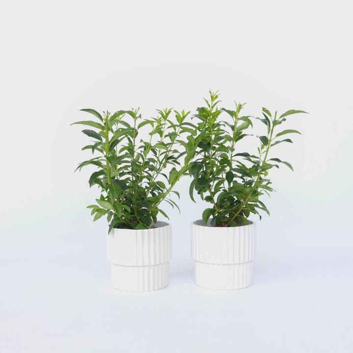 Immagine prodotto Plant in a Box Forsythia intermedia 'Minigold' - Set di 4 Forsythia (25 cm)