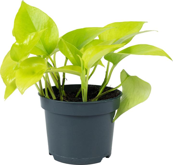 Image du produit Flowerbox Lierre - Epipremnum pinnatum 'Golden Pothos (15 cm)