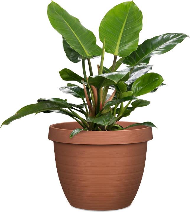 Actual product image Scheurich Country Star (29 cm)