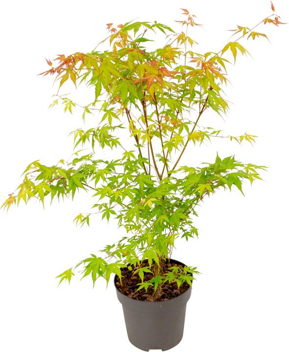 Produktbild Plant in a Box Acer palmatum 'Katsura' - Japanischer Ahorn (70 cm)