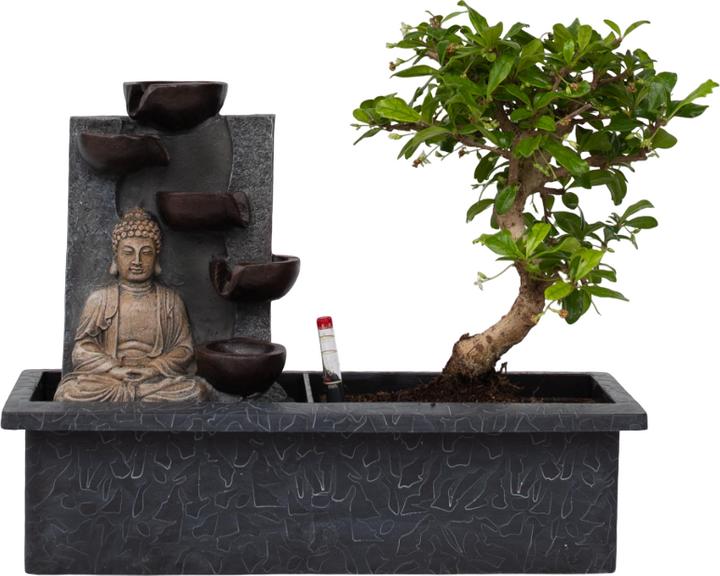 Image du produit Plant in a Box Bonsaï Ligustrum, Carmona, Ficus Retusa, Syzygium, Sageretia - Bonsaï système d'eau Bouddha (35 cm)