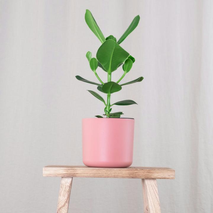Actual product image Plant in a Box Clusia rosea Princess - Set of 2 (25 cm)