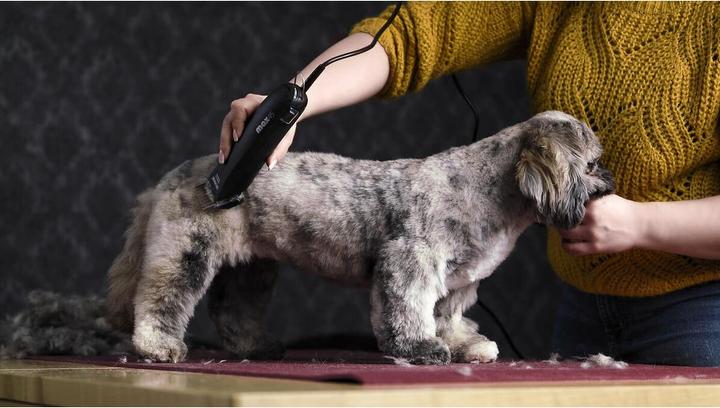 Image du produit Moser max45 (Chien)