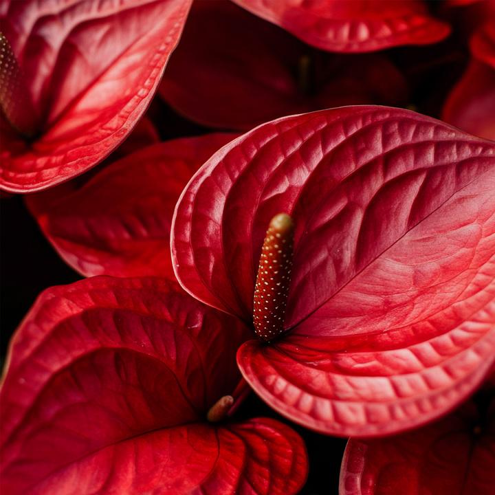 Image du produit Plant in a Box Anthurium 'Royal Champion' - Flamingoblume (35 cm)