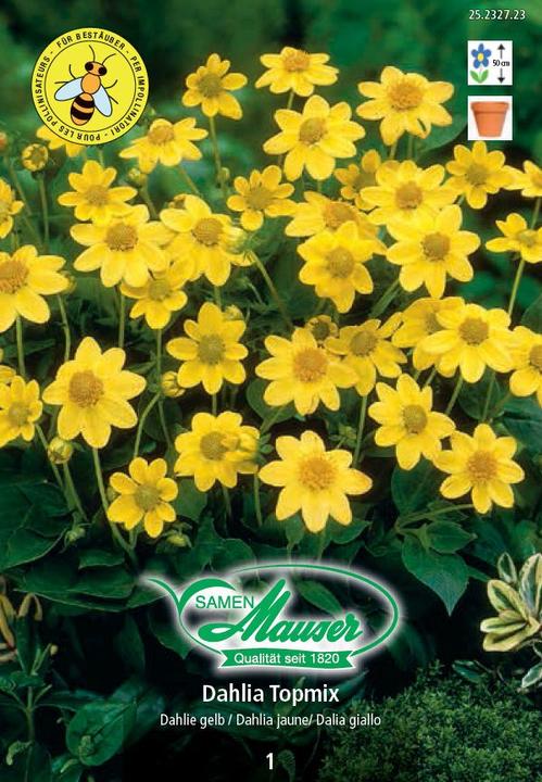 Immagine prodotto Samen Mauser Dahlia Topmix giallo (Semi di fiori)