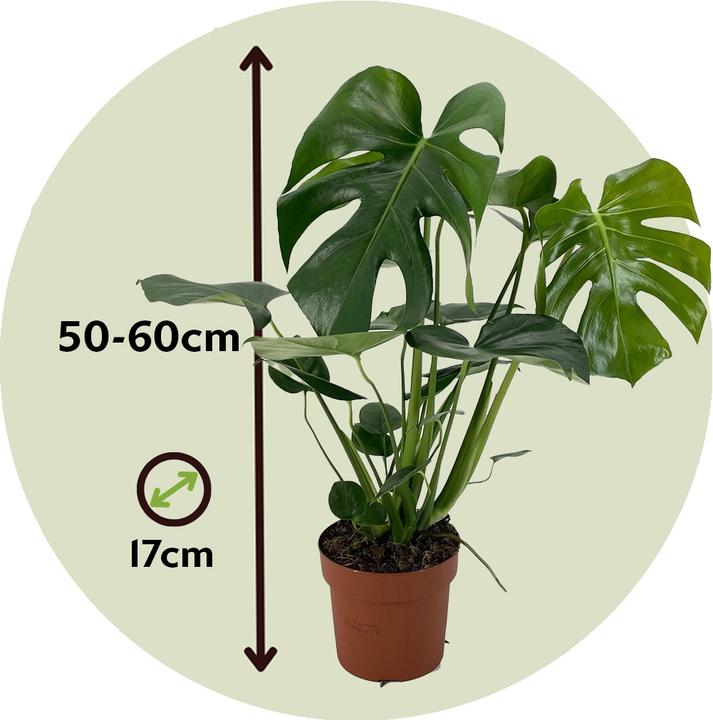 Immagine prodotto Plant in a Box Monstera Deliciosa - Foglia di finestra (60 cm)