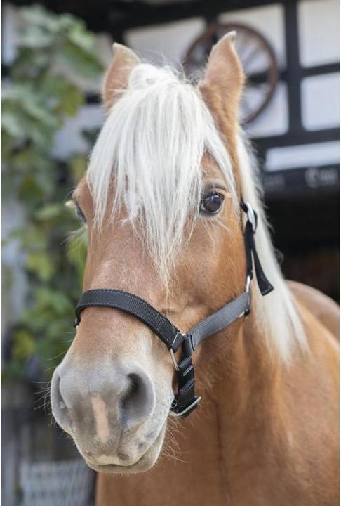 Actual product image Norton Kaltblut Halfter