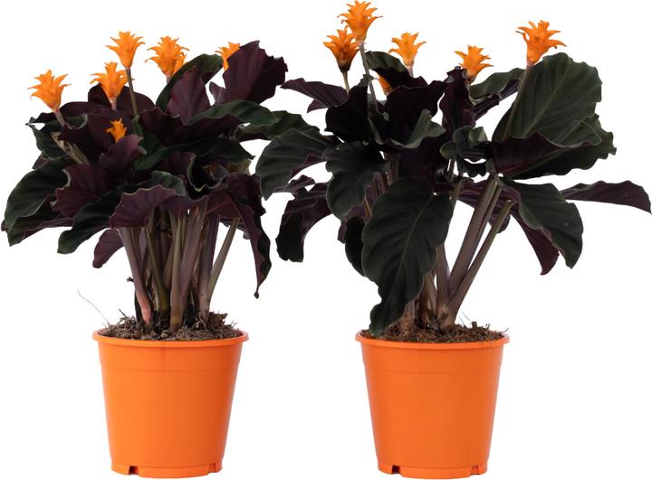 Plant in a Box Calathea crocata Tassmania - 2er Set Krokus Calathea (40 cm)