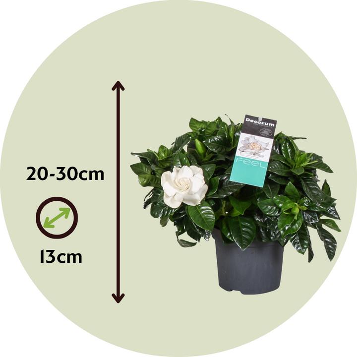 Immagine prodotto Plant in a Box Gardenia Jasminoides - Gardenie (30 cm)