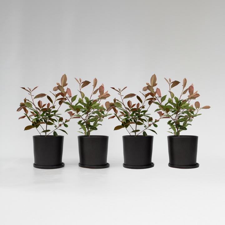 Image du produit Plant in a Box Photinia fraseri Red Robin - Set de 4 plantes de néflier brillant (30 cm)