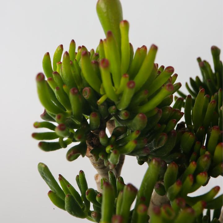 Image du produit Plant in a Box Crassula ovata Hobbit - Plante de jade (55 cm)