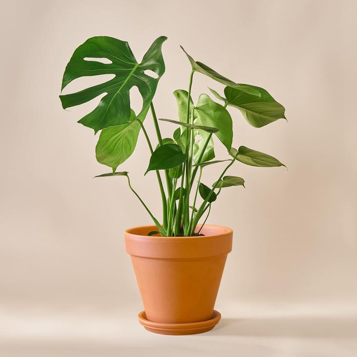 Actual product image Mary and Plants Baby Monstera (75 cm)