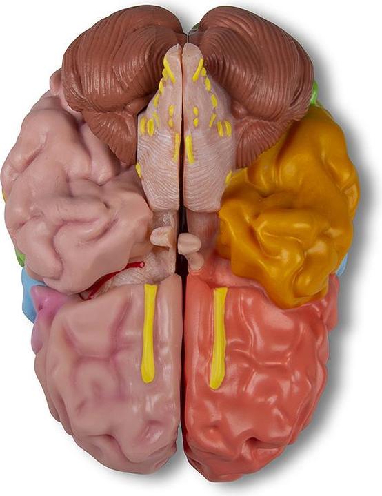 Produktbild Erler Zimmer Anatomie-Modell Gehirn