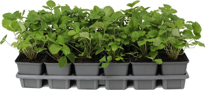 Produktbild Zulauf Fragaria vesca / Wald-Erdbeere (10 cm)