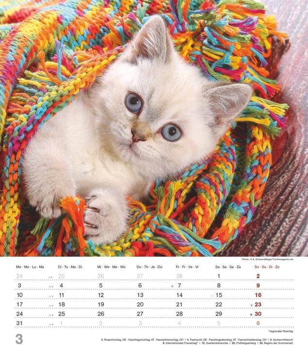 Produktbild Alpha Edition Niedliche Katzenkinder 2025 Bildkalender, 30x34cm, Kalender mit niedlichen (30 x 34 cm, Harter Einband, Deutsch)