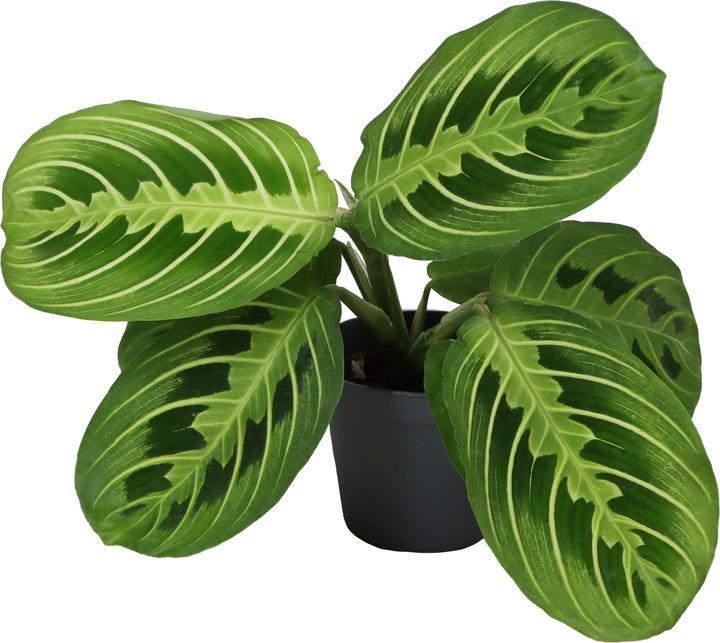 Image du produit Mahaloplants Maranta Lemon Lime (8 cm)