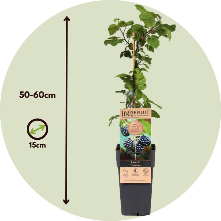 Image du produit Plant in a Box Rubus fruticosus Thornfree - Lot de 4 plants de ronces (50 cm)