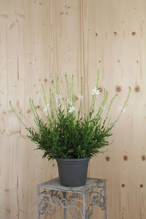 Produktbild Säntispracht Die Prachtkerze, ein Sommerdauerblüher - Gaura lindheimeri 'Snowbird' (50 cm)