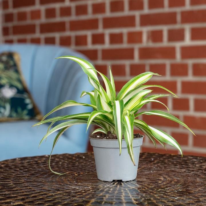 Immagine prodotto Flowerbox Giglio verde - Chlorophytum Comosum Variegata (15 cm)
