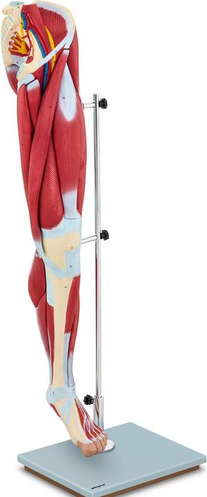 Produktbild Physa Bein Modell Anatomie Bein Muskeln Beinmuskulatur Oberschenkel Unterschenkel Fuss