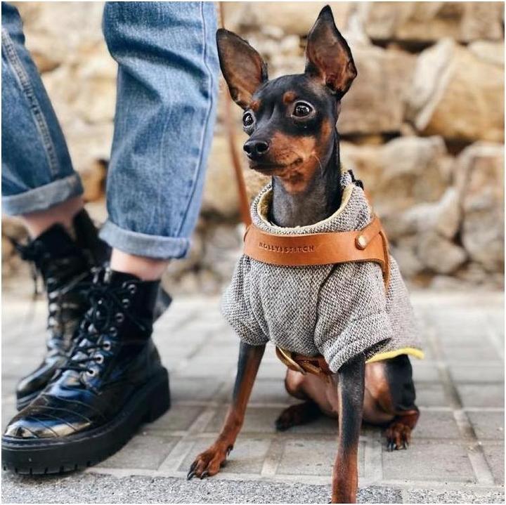 Immagine prodotto Molly & Stitch Pettorina per cani in pelle di burro (XXS, Cane, Generale)