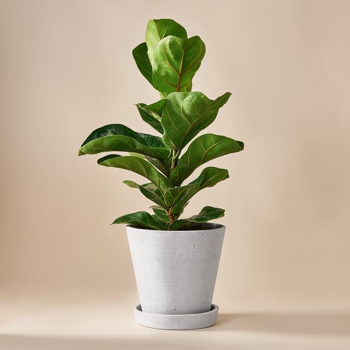 Mary and Plants Ficus lyrata con vaso HAY grigio chiaro (50 cm)