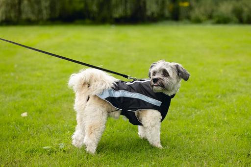 Produktbild Beeztees Hundemantel Saby (XXS, Hundemantel)