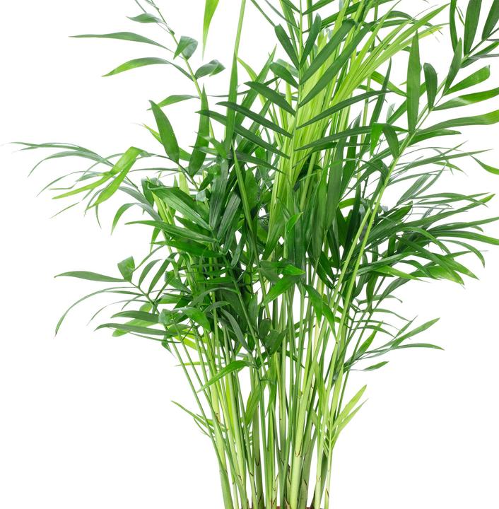 Produktbild Flowerbox Bergpalme - Chamaedorea elegans (35 cm)